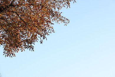 Tree with dry leaves against blue sky, space for text