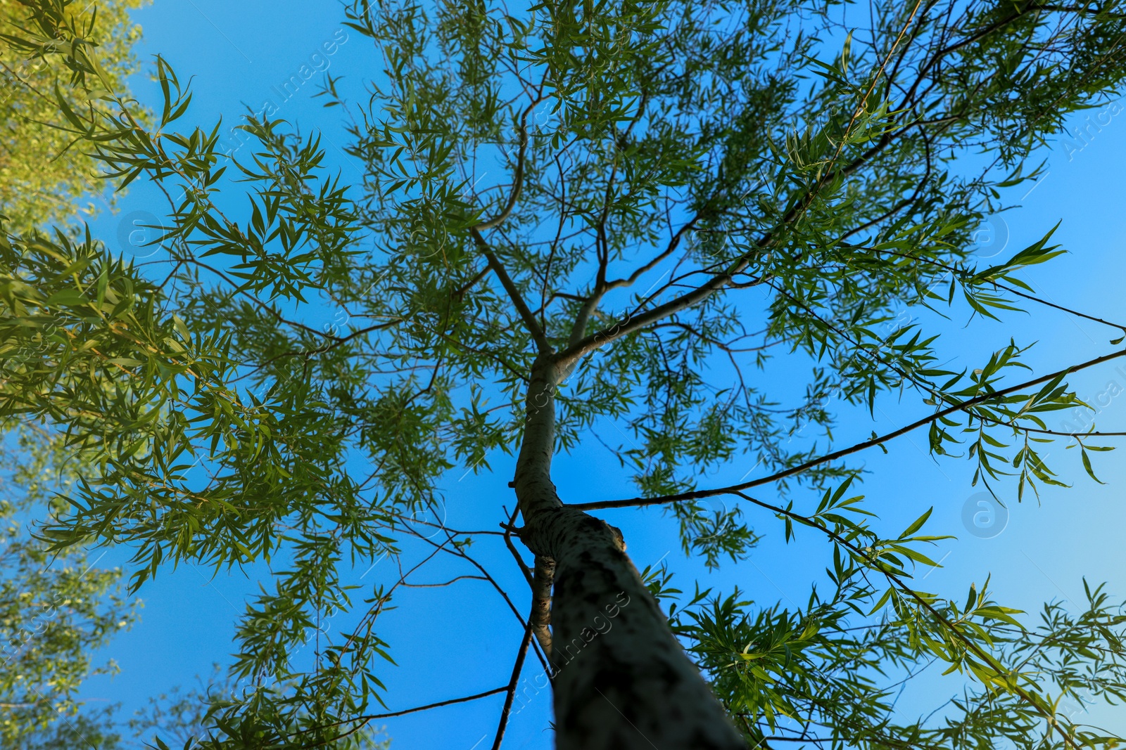 Photo of Beautiful willow tree with green leaves against blue sky, bottom view