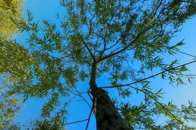 Photo of Beautiful willow tree with green leaves against blue sky, bottom view