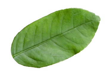 Photo of Green leaf of lemon tree isolated on white