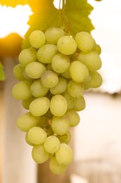 Photo of Ripe juicy grapes on branch growing in vineyard, closeup