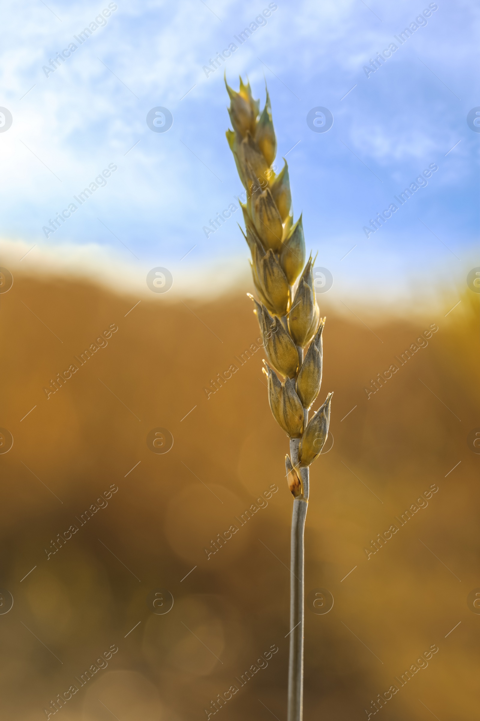 Photo of Ear of wheat against blurred background, closeup
