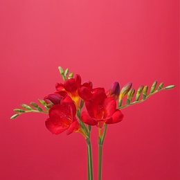 Photo of Beautiful freesia flowers on color background