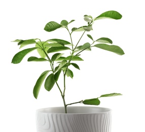 Photo of Potted lemon tree on white background. Citrus plant