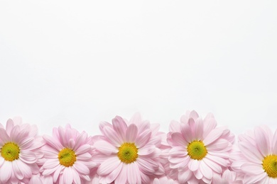 Photo of Beautiful chamomile flowers on white background, flat lay with space for text