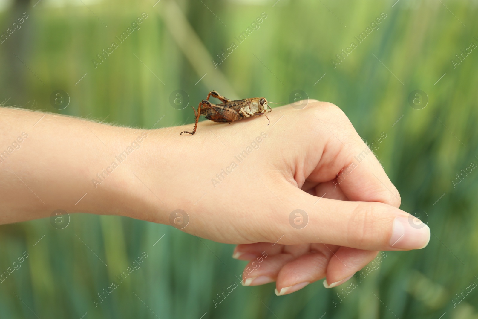 Photo of Woman with brown grasshopper outdoors, closeup view