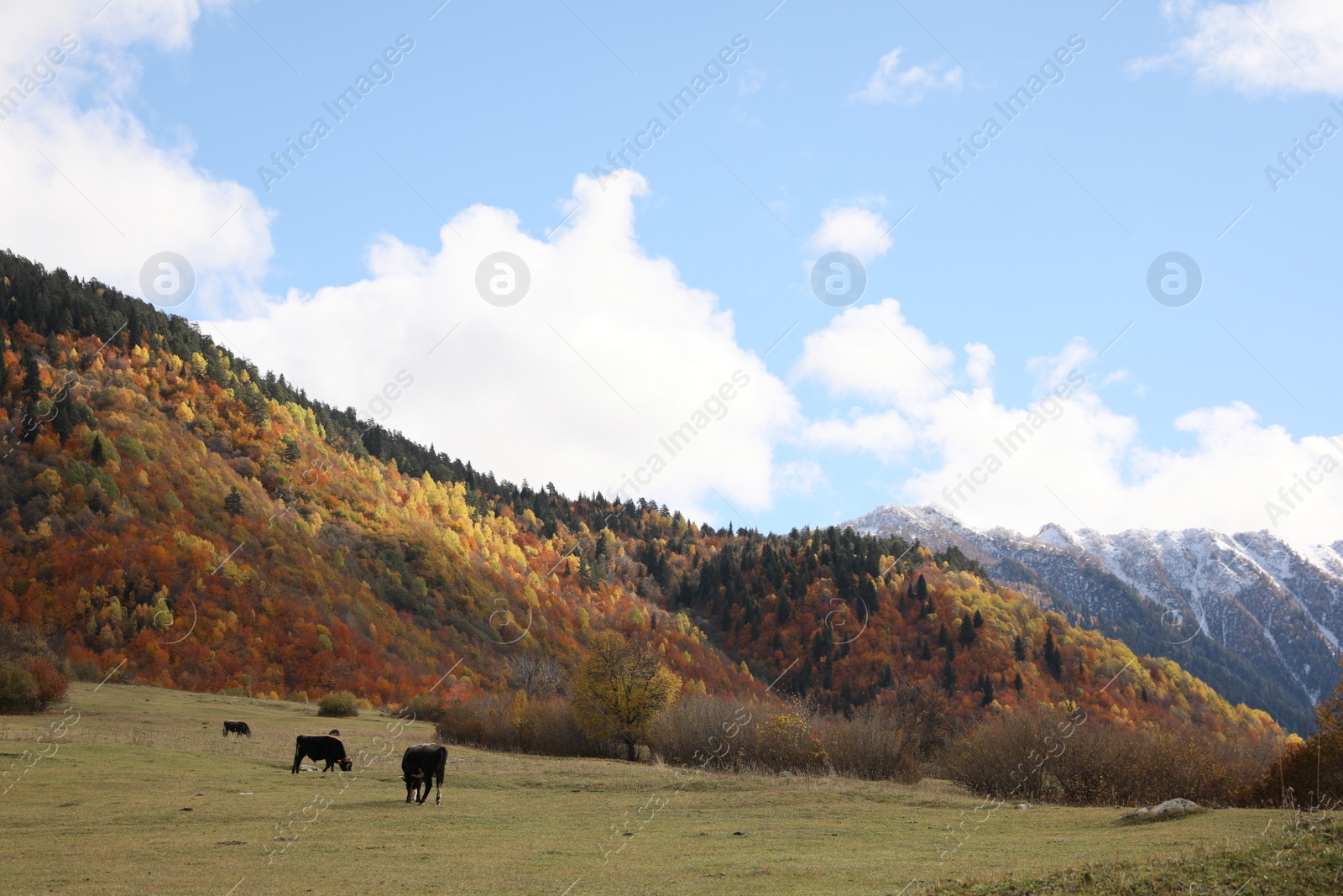 Photo of Picturesque view of cows grazing on meadow in high mountains with forest