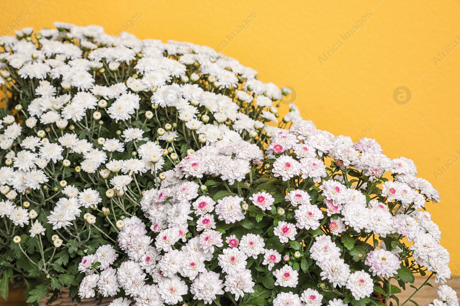 Photo of Beautiful fresh chrysanthemum flowers on yellow background