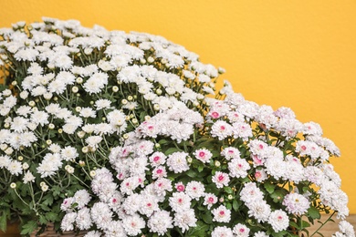 Photo of Beautiful fresh chrysanthemum flowers on yellow background