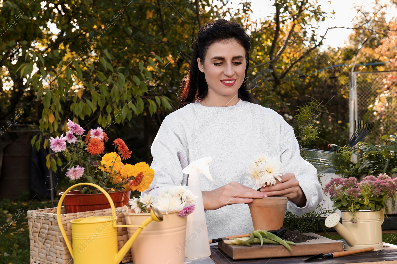 Photo of Woman transplanting flower into pot in garden