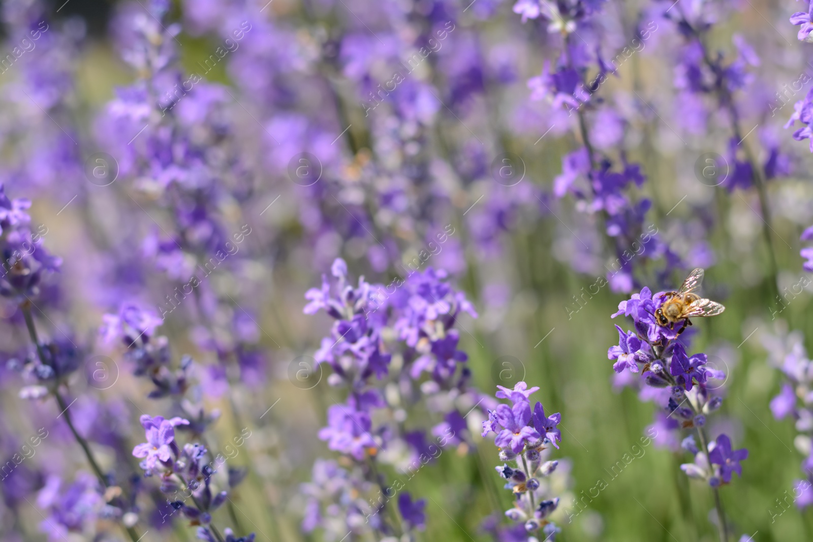 Photo of Beautiful lavender flowers growing in field, closeup