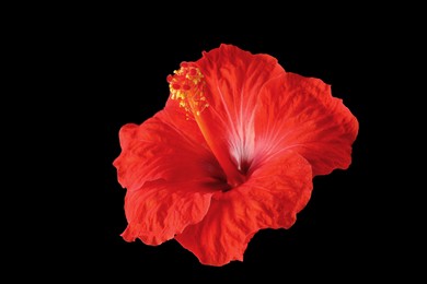 Beautiful red hibiscus flower on black background