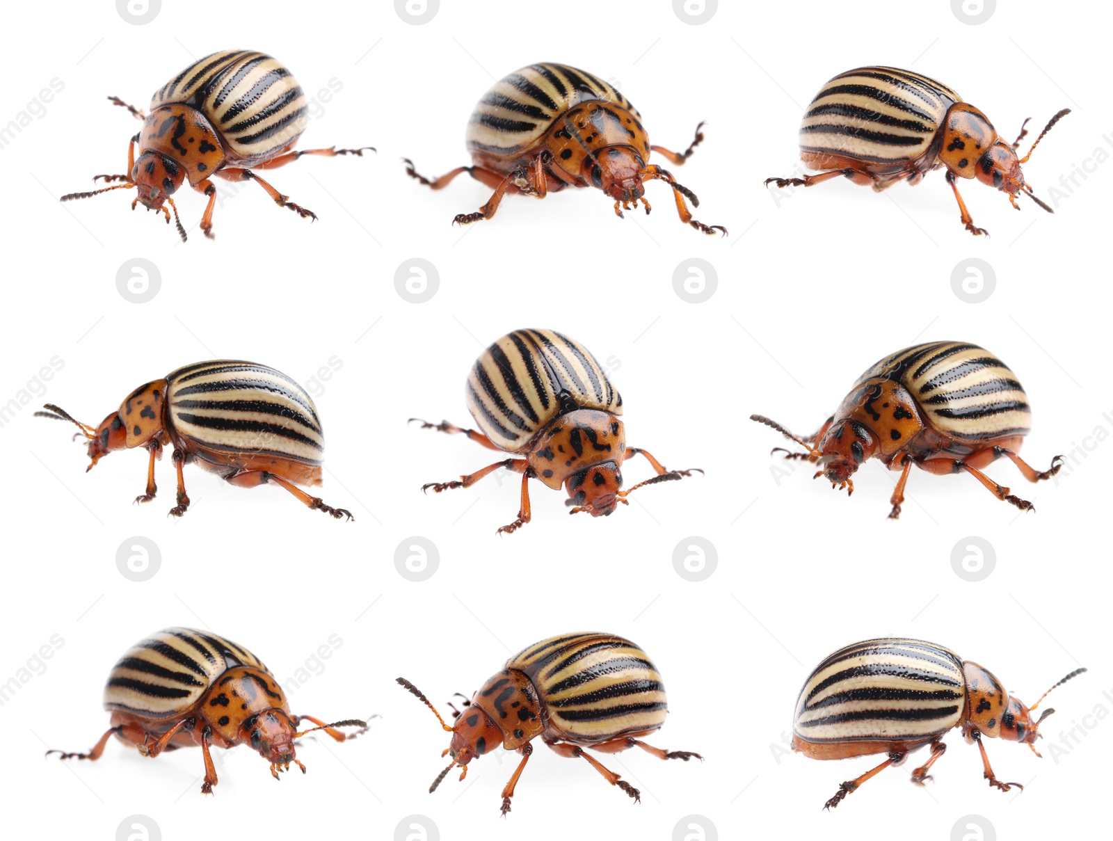 Image of Colorado potato beetles on white background, collage 