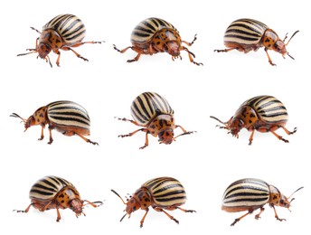 Colorado potato beetles on white background, collage 