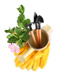 Watering can, flower and gardening tools on white background