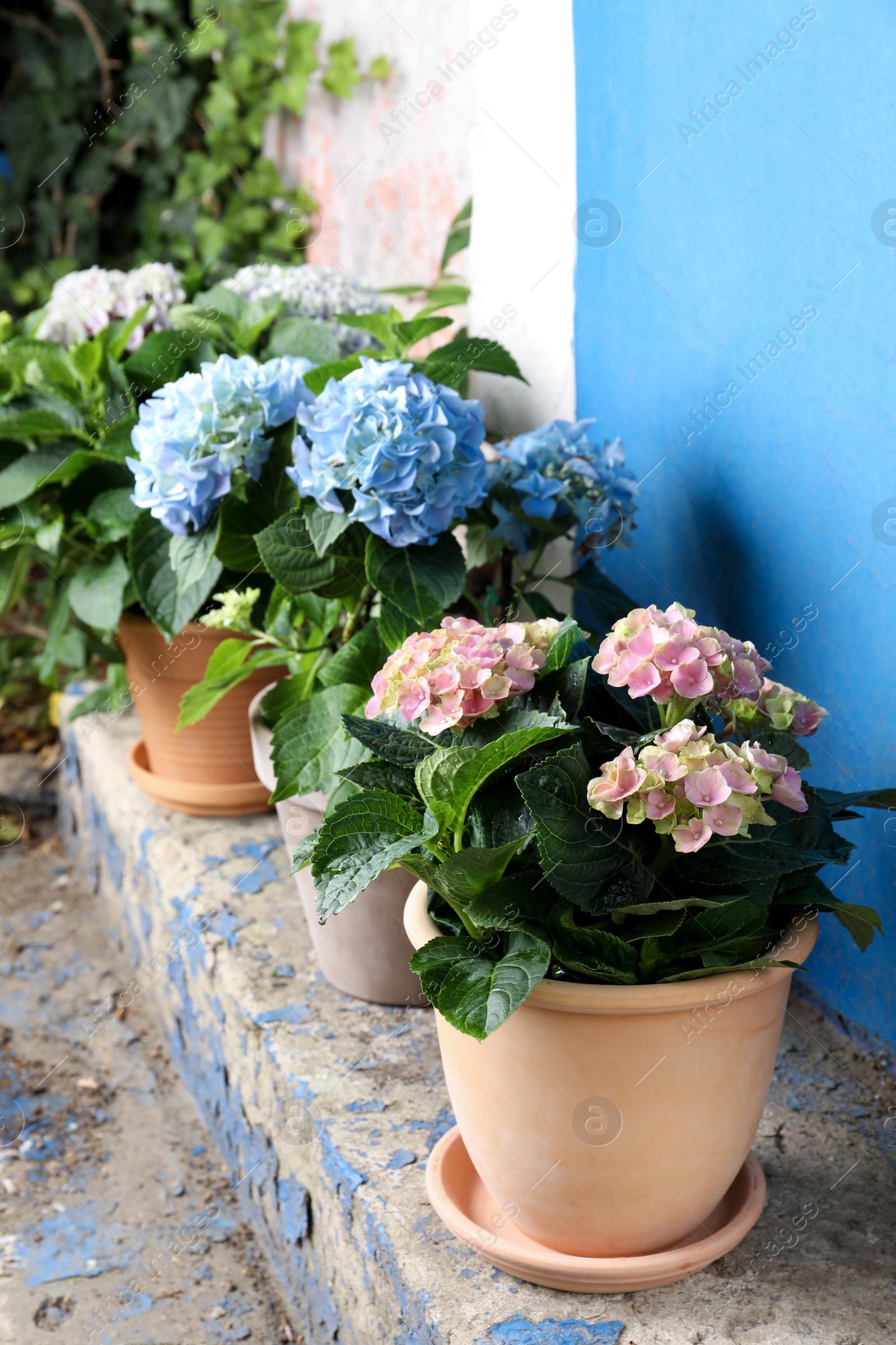 Photo of Beautiful blooming hortensia plants in pots outdoors