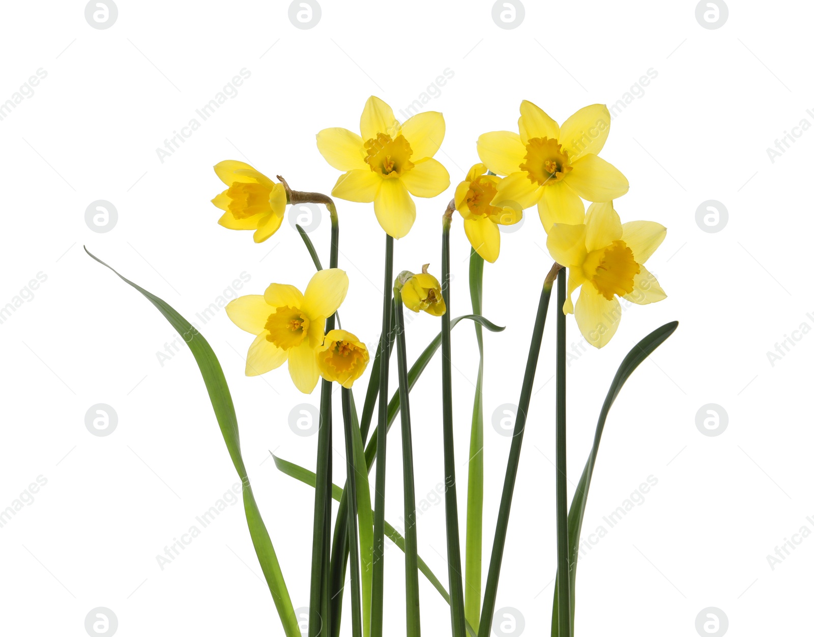 Photo of Beautiful blooming yellow daffodils on white background