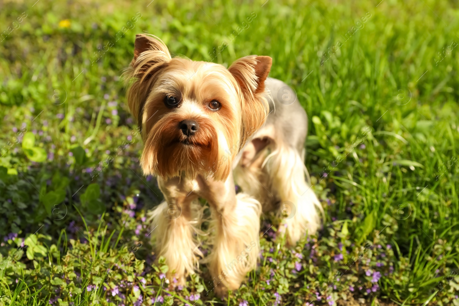 Photo of Cute Yorkshire terrier in park on sunny spring day
