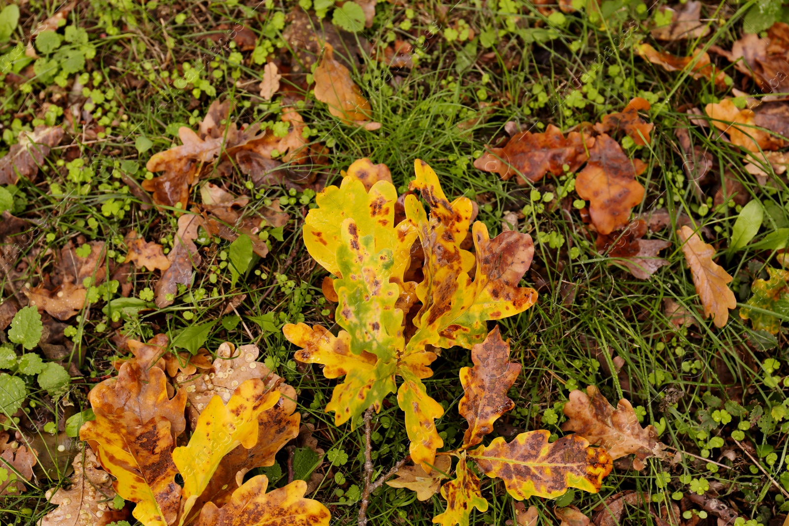 Photo of Fallen autumn leaves on grass, closeup view