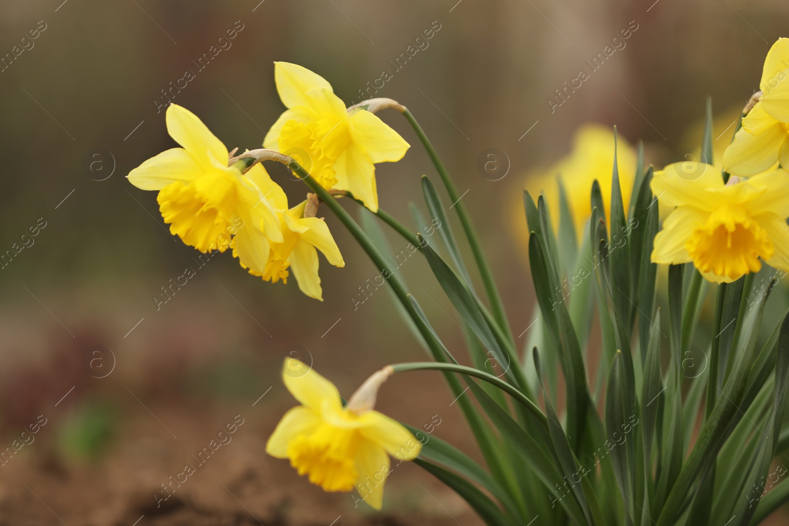 Photo of Beautiful blooming daffodils outdoors on spring day