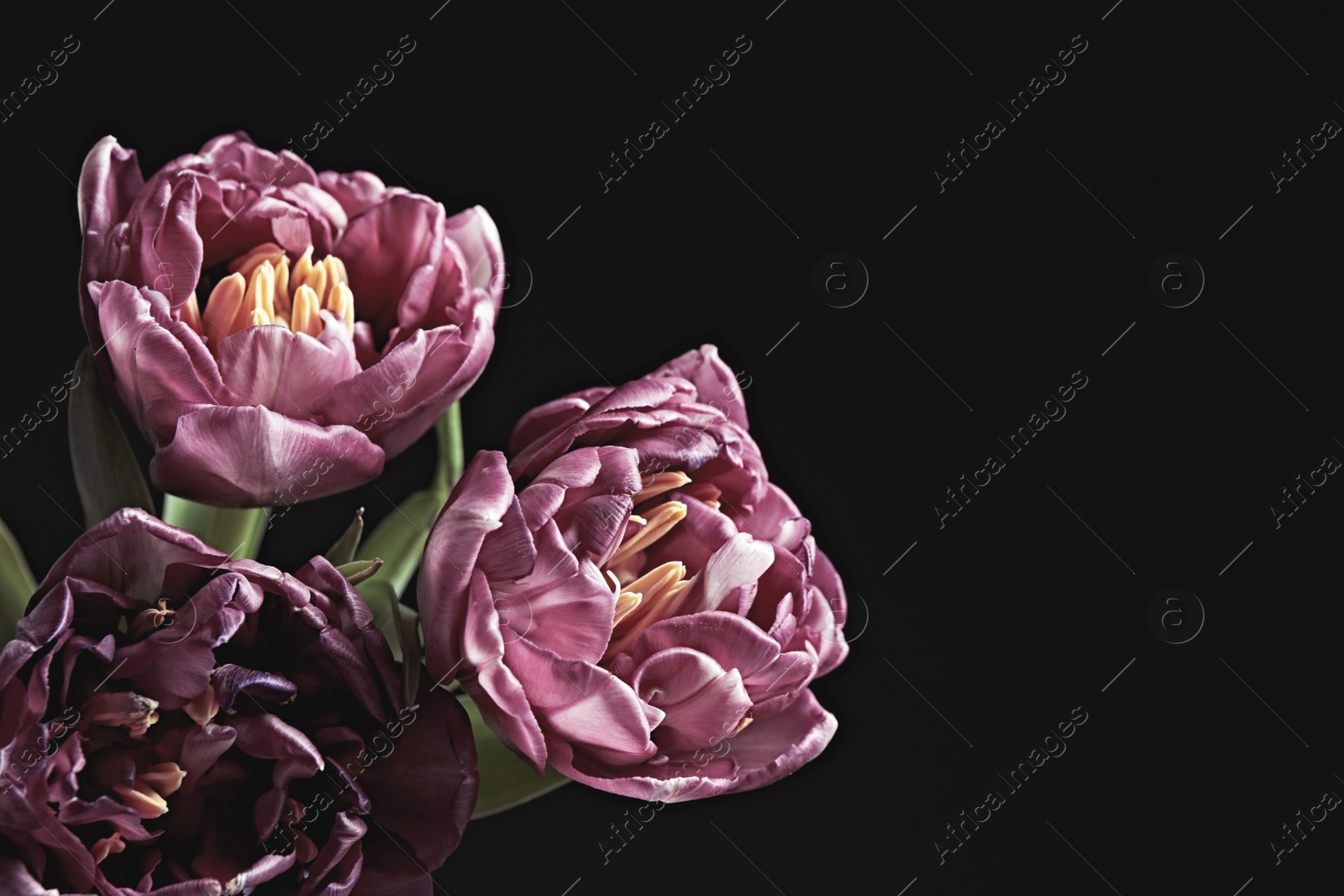 Photo of Beautiful fresh tulips on black background, space for text. Floral card design with dark vintage effect