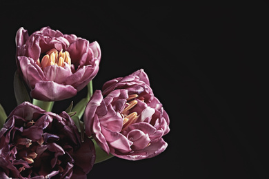 Photo of Beautiful fresh tulips on black background, space for text. Floral card design with dark vintage effect