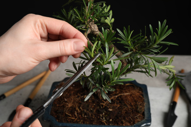 Woman trimming Japanese bonsai plant, closeup. Creating zen atmosphere at home