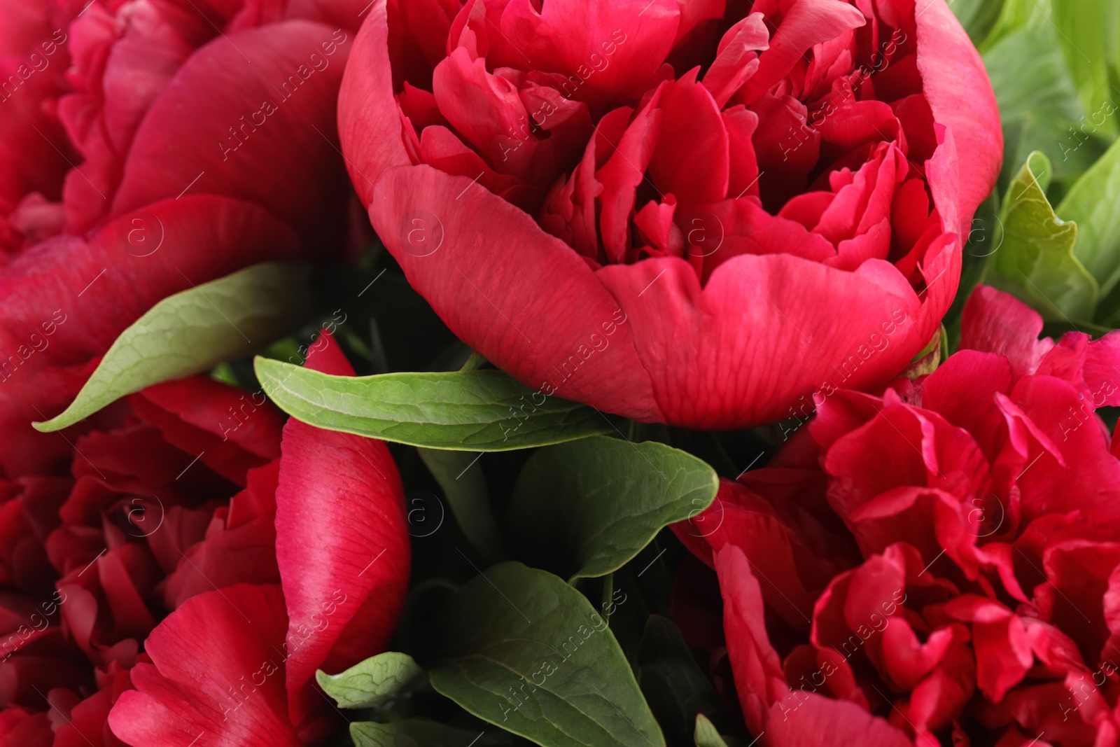 Photo of Beautiful red peonies as background, closeup view