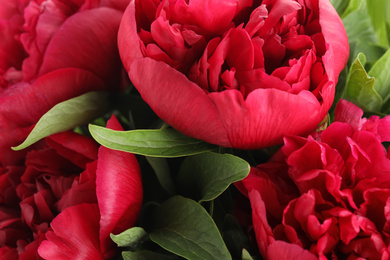 Beautiful red peonies as background, closeup view