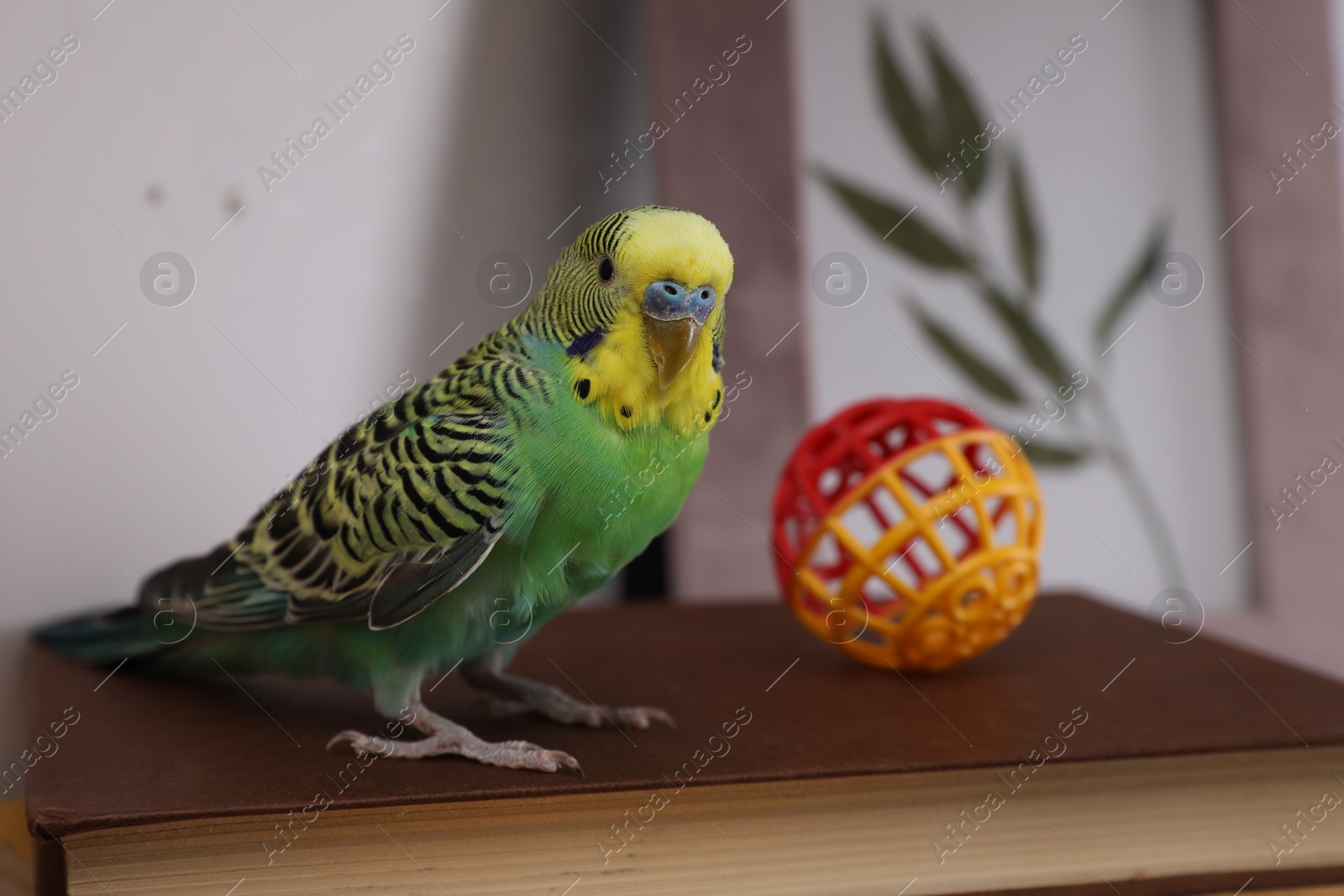 Photo of Beautiful green parrot with toy on book indoors. Cute pet
