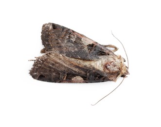 Photo of Single grey cabbage moth isolated on white