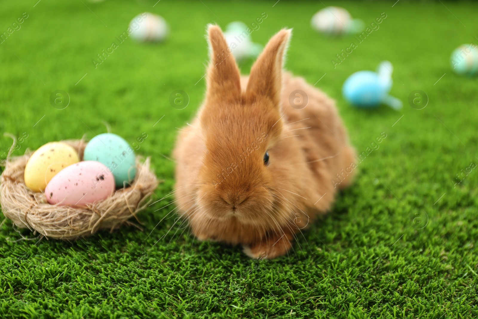 Photo of Adorable fluffy bunny and decorative nest with Easter eggs on green grass, closeup