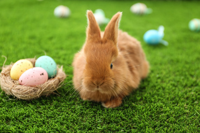 Photo of Adorable fluffy bunny and decorative nest with Easter eggs on green grass, closeup