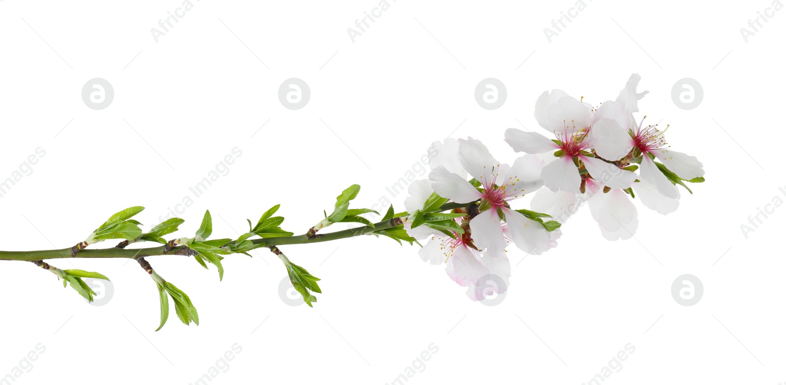 Photo of Tree branch with beautiful blossoms isolated on white. Spring season