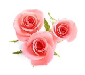 Photo of Beautiful roses on white background