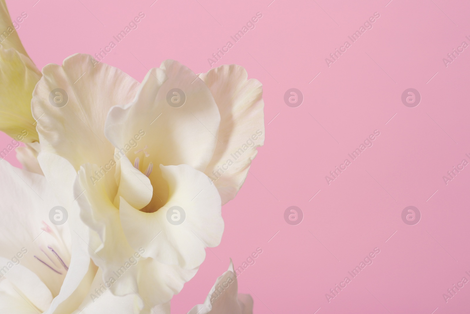 Photo of Beautiful white gladiolus flowers on pink background, closeup. Space for text