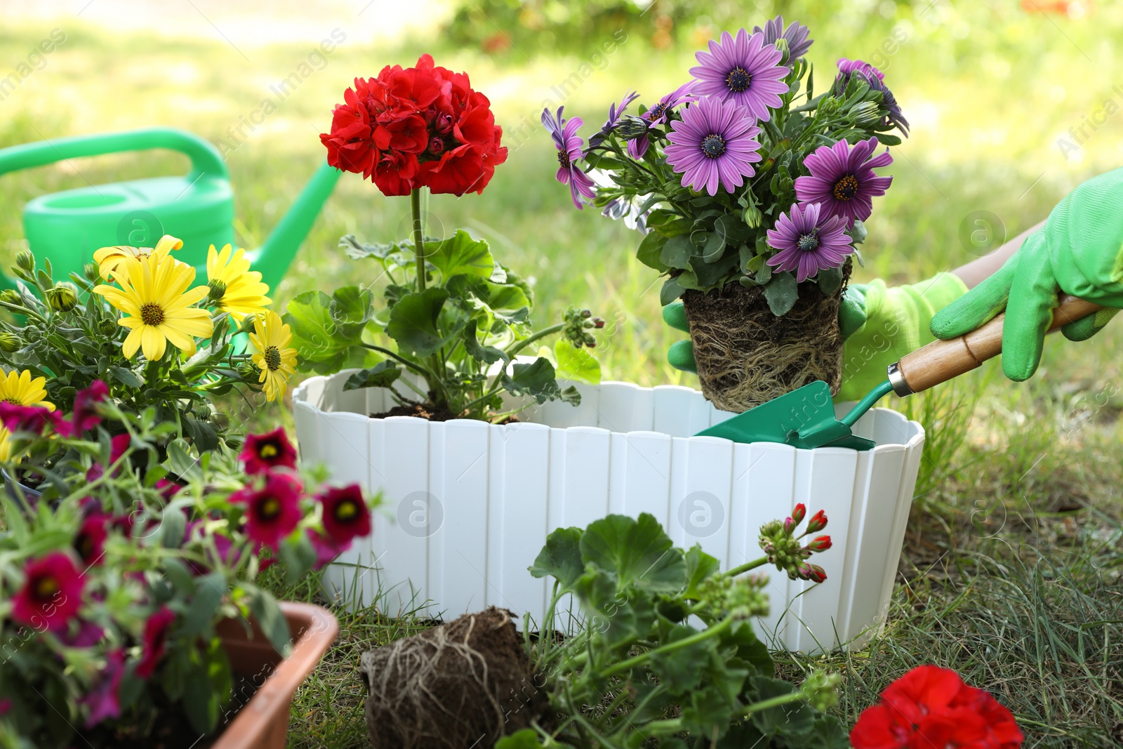 Photo of Gardener planting flowers in pot outdoors, closeup