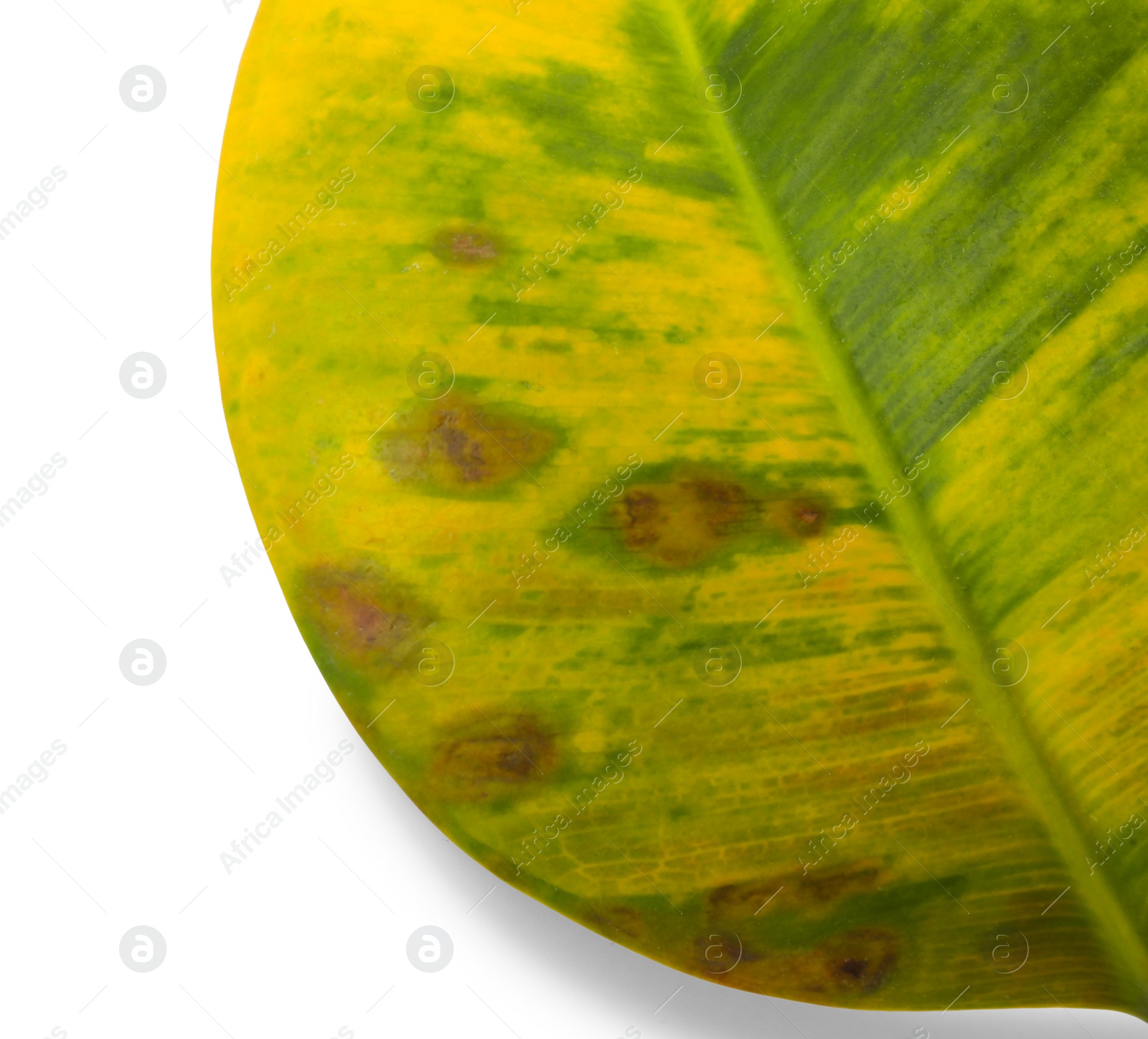 Photo of Leaf with blight disease isolated on white, top view