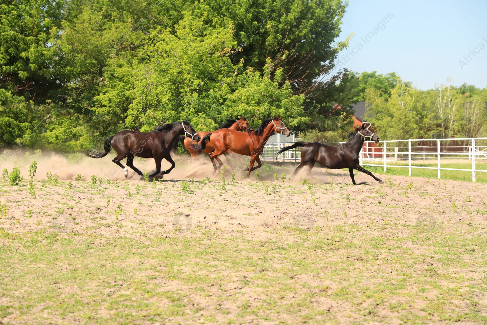 Photo of Bay horses in paddock on sunny day. Beautiful pets