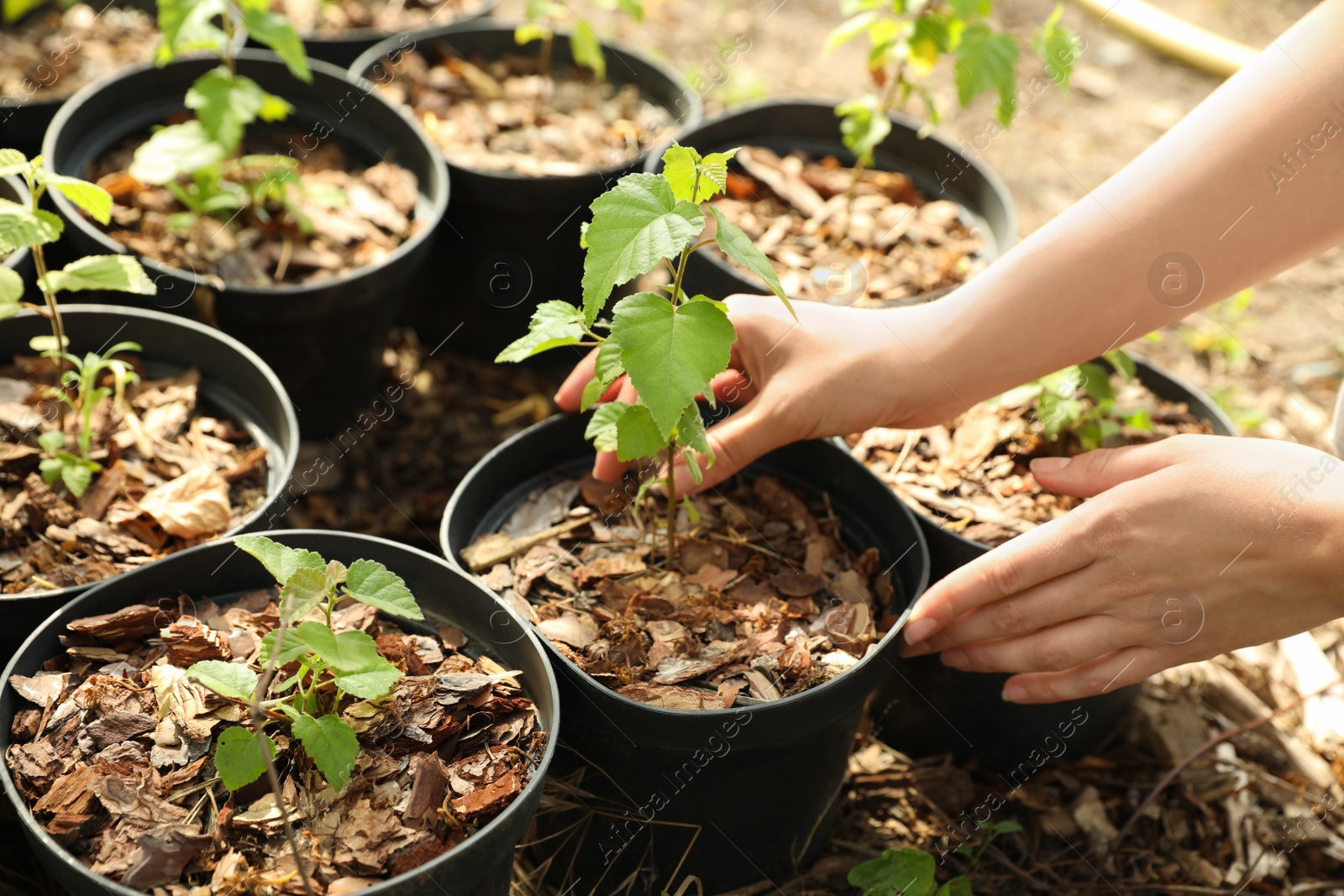 Photo of Woman taking care of birch tree seedling, closeup. Planting and gardening