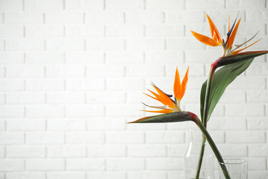 Photo of Bird of Paradise tropical flowers near white brick wall, space for text