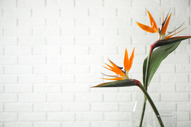 Bird of Paradise tropical flowers near white brick wall, space for text