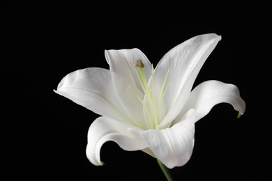 Photo of Beautiful white lily flower on black background, closeup
