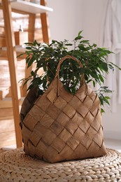 Stylish wicker basket with beautiful houseplant on pouf indoors