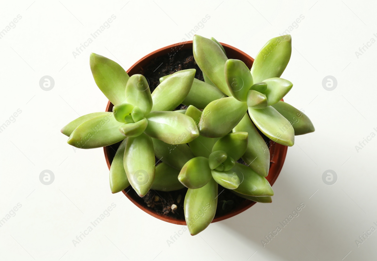 Photo of Beautiful echeverias in pot on white background, top view. Succulent plants