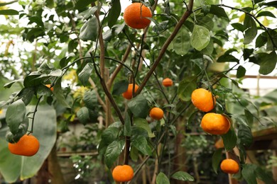 Photo of Tangerine tree with ripe fruits in greenhouse