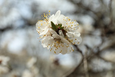 Photo of Beautiful apricot tree branch with tiny tender flowers outdoors, closeup. Awesome spring blossom