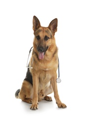 Photo of German shepherd with stethoscope as veterinarian doc on white background