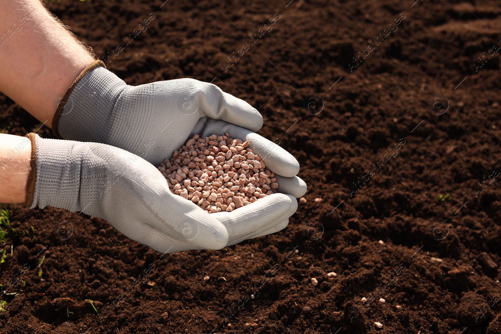 Photo of Man holding granulated fertilizer over soil on sunny day, closeup. Space for text