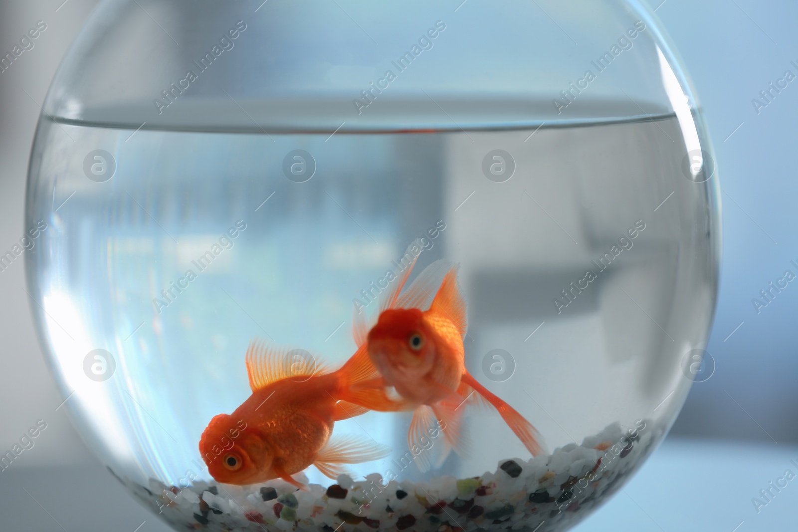 Photo of Beautiful bright goldfish in aquarium on table